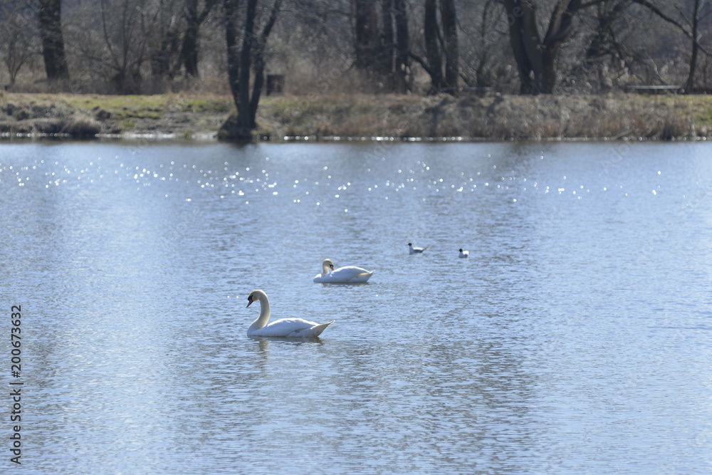 Swans swimming on the lake
