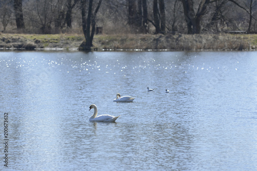 Swans swimming on the lake