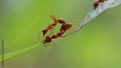 Ant action standing.Ant bridge unity team,Concept team work together,Video footage show sacrifice of ant