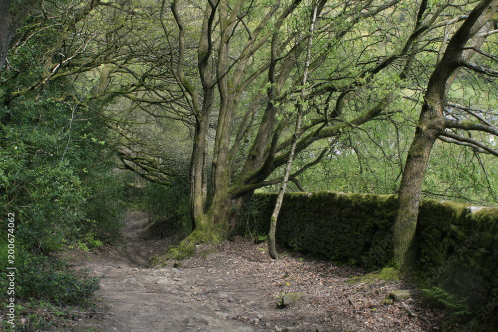 Hardcastle Crags, Yorkshire, England Hardcastle Crags, Yorkshire, England