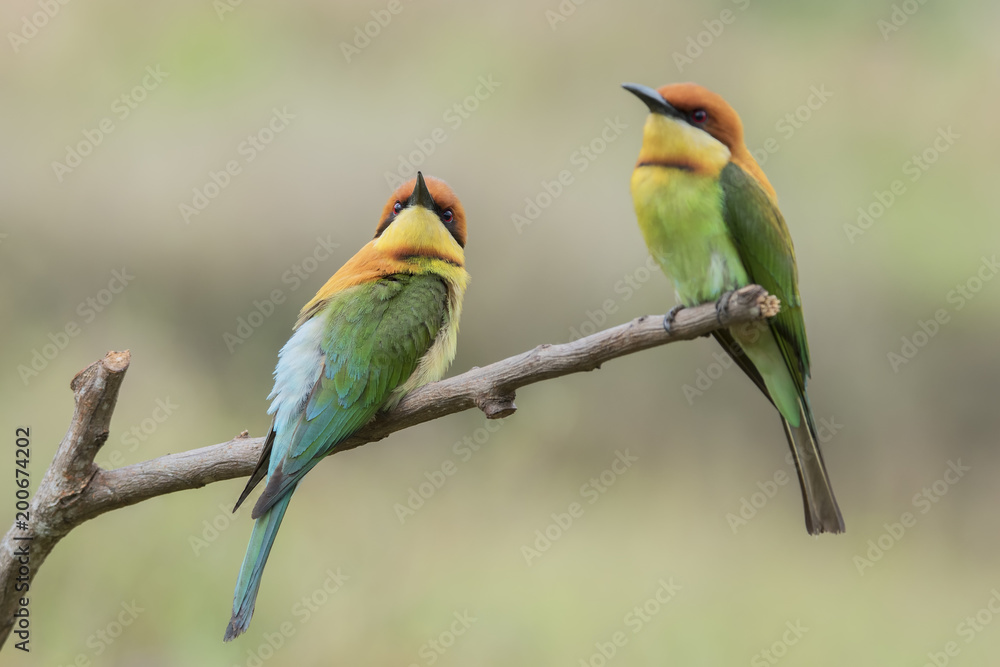 Obraz premium Pair of Chestnut-headed bee-eaters or Merops leschenaulti perching on tree branch , Thailand