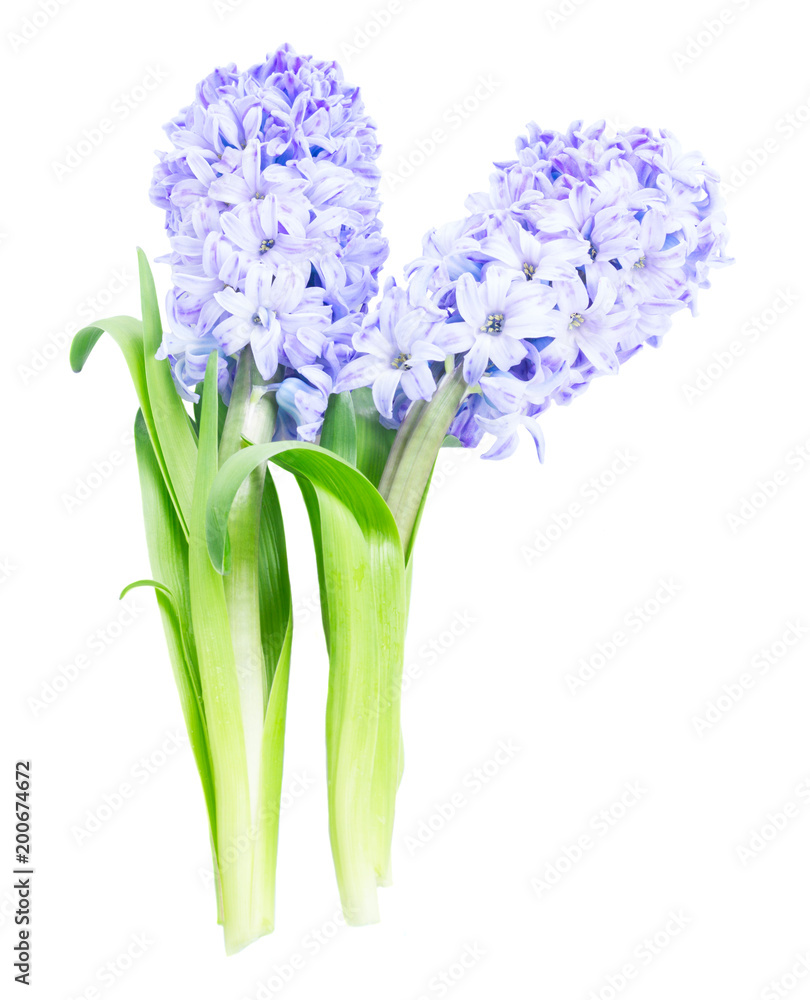 Hyacinth fresh flowers