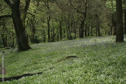 Hardcastle Crags, Yorkshire, England photo