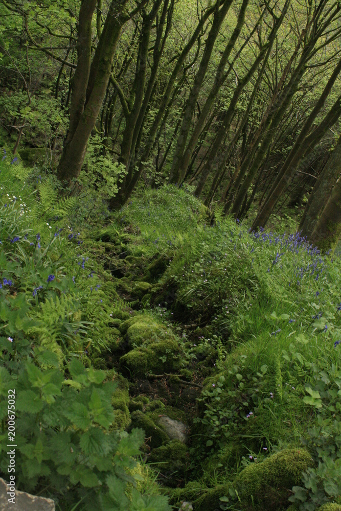Hardcastle Crags, Yorkshire, England Hardcastle Crags, Yorkshire, England
