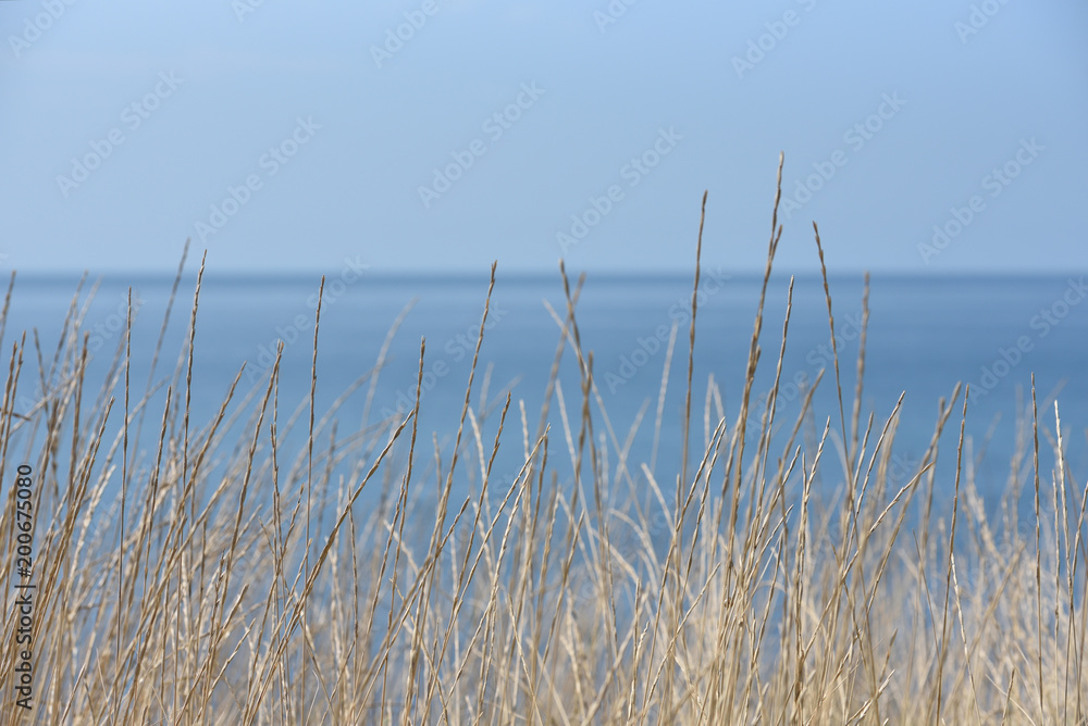 Fototapeta premium Grass against the blue sky and the sea. Grass is dry and thin