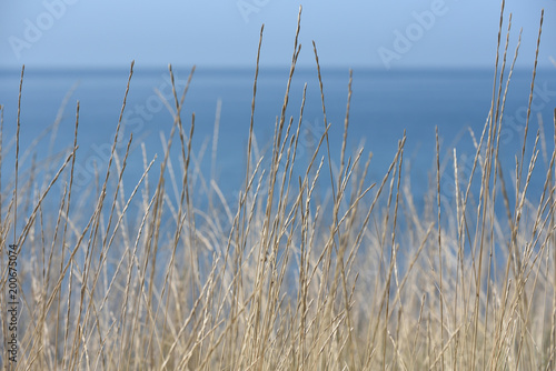 Grass against the blue sky and the sea. Grass is dry and thin