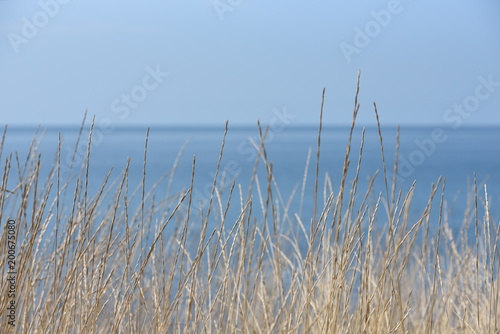 Grass against the blue sky and the sea. Grass is dry and thin