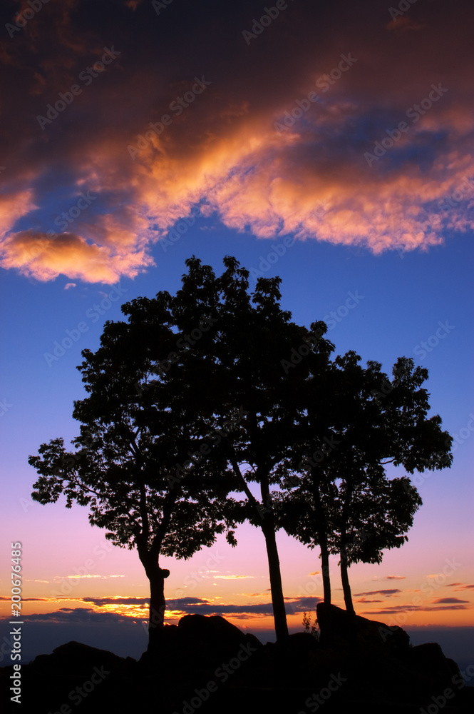 Tree Silhouette Sunrise