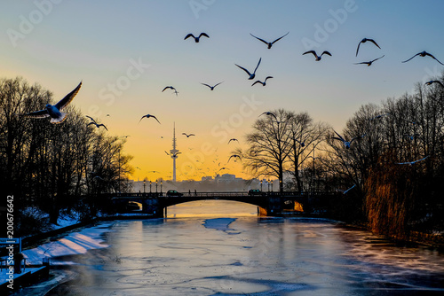 gulls and birds flying above the river, tv tower in Hamburg, sunset 