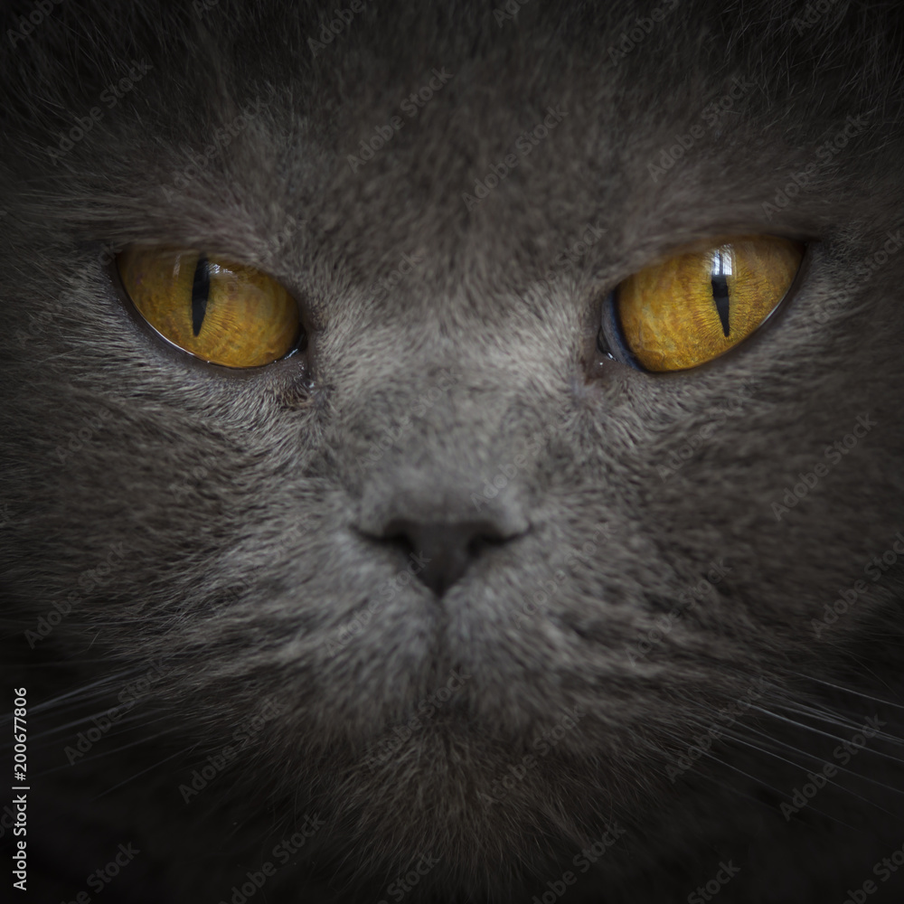 Close up home grey british cat portrait with yellow eyes. Cute furry face with whiskers displayed in detail with studio black background. Strong predator motivated fixed look. Creative soft lighting.