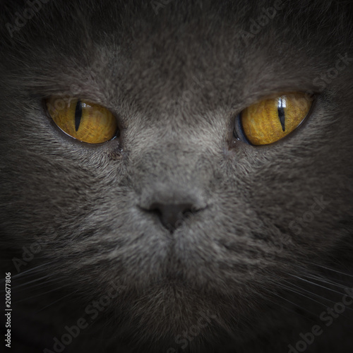 Close up home grey british cat portrait with yellow eyes. Cute furry face with whiskers displayed in detail with studio black background. Strong predator motivated fixed look. Creative soft lighting.