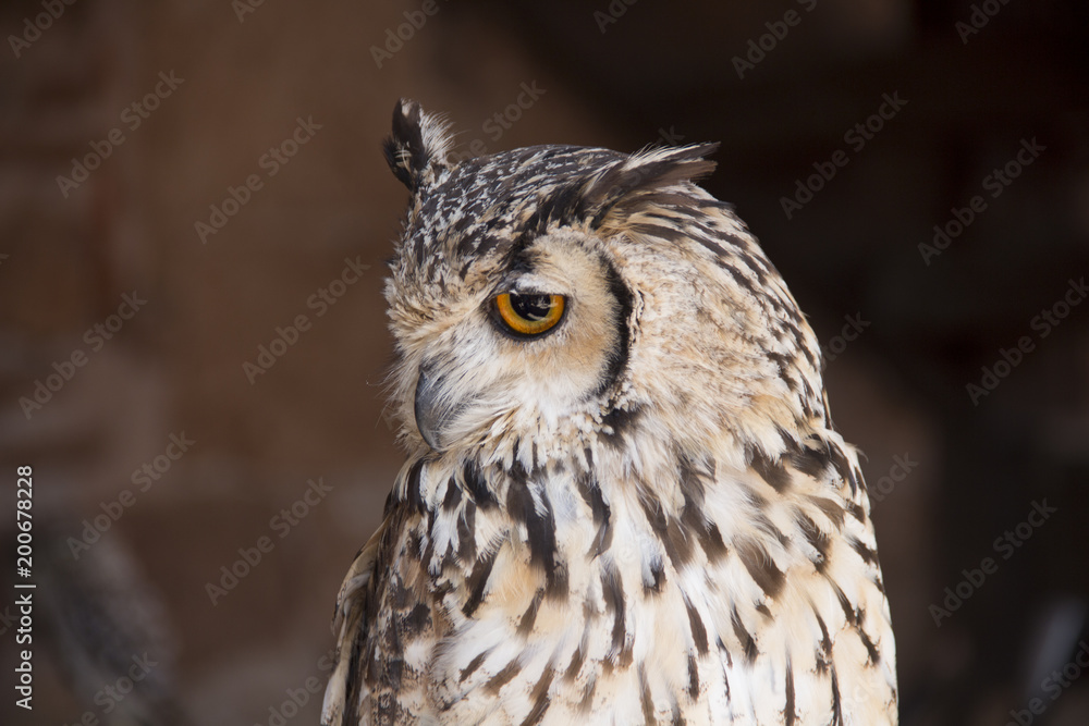 Buho con ojos amarillos y plumaje blanco y gris Buho con ojos amarillos y plumaje blanco y gris