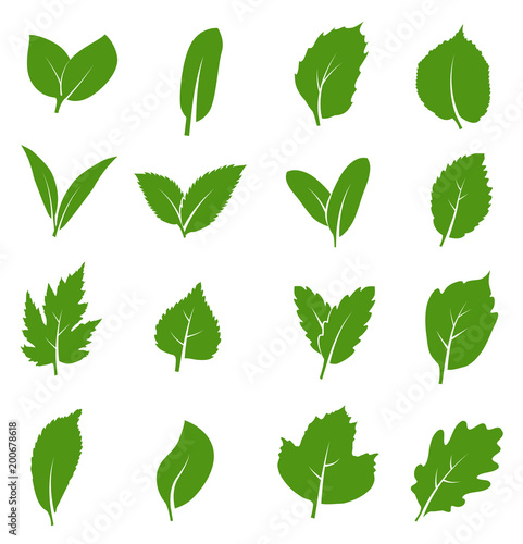 Different shapes of green leaves of trees or plants. Green leaves icon isolaten on white for eco logo, vector illustration