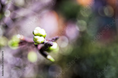 soft focus of greengages plums white flowers blossoms with blurry background - prunus domestica italica, rosaceae, rosales