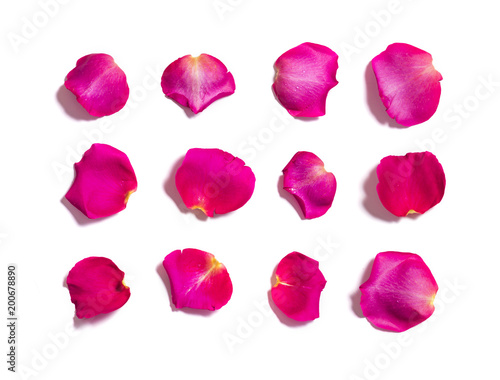 Set of pink rose petals on white background