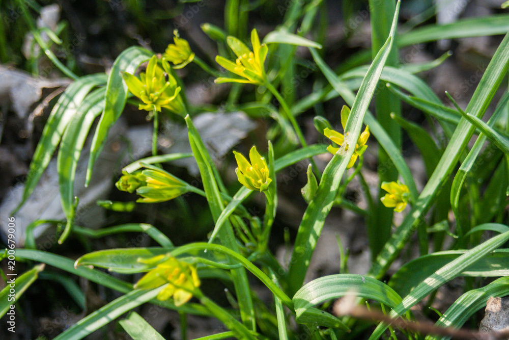 flower, spring, nature, yellow, blossom flower, spring, nature, yellow, blossom