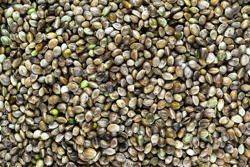 Very Sharp and Clear Background Surface of Cannabis, Hemp Seeds, Cannabis Sativa Very Sharp and Clear Background Surface of Cannabis, Hemp Seeds, Cannabis Sativa
