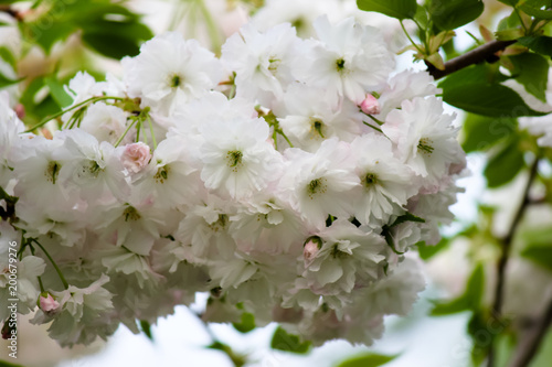 Flowering in spring