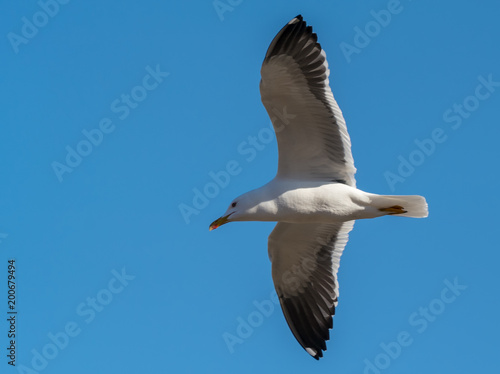 A flying black-backed gull (Larus marinus) from below against the blue sky as background