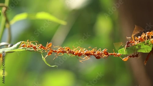 Ant action standing.Ant bridge unity team,Concept team work together,Video footage show sacrifice of ant