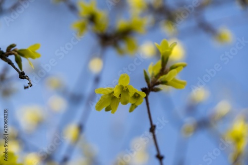 Spring tree flowering - Forsythia flower. Slovakia