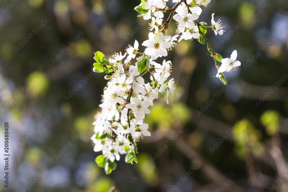 Spring tree flowering white blooming tree. Slovakia