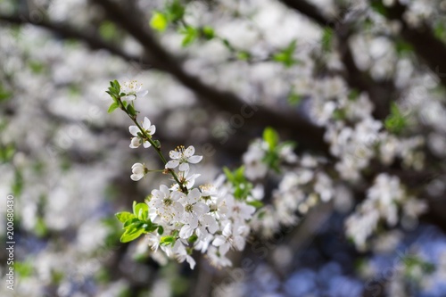 Spring tree flowering white blooming tree. Slovakia