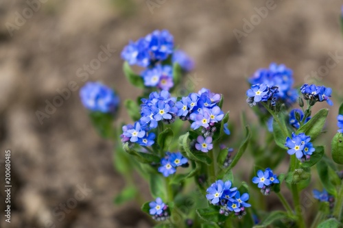 Gilliflower in the grass. Slovakia