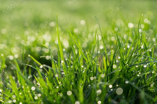 Morning dew droplets on grass. Slovakia