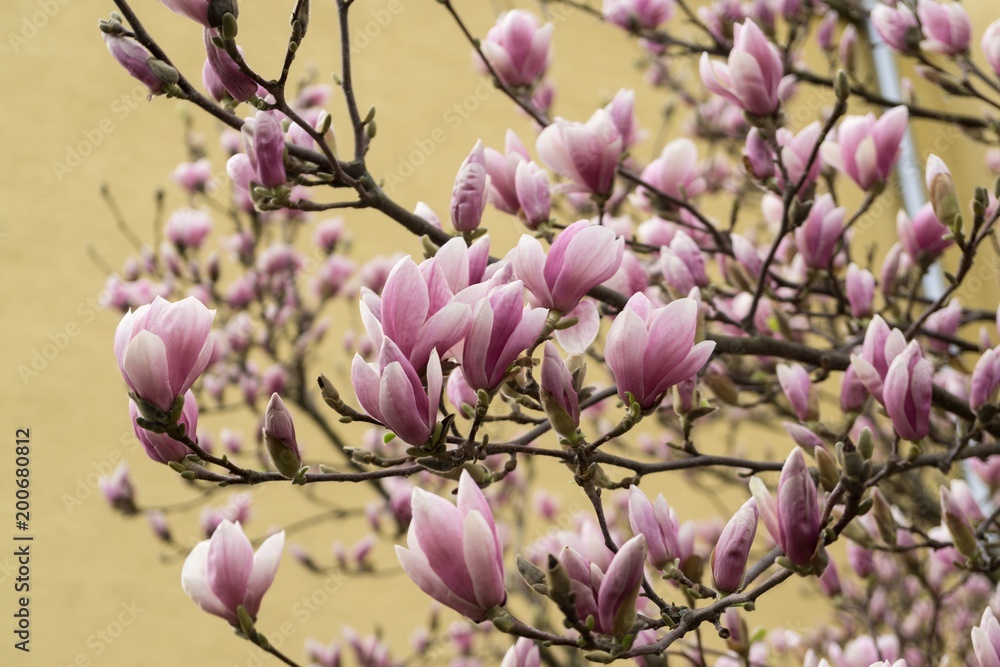 Spring tree flowering - Magnolia flower. Slovakia