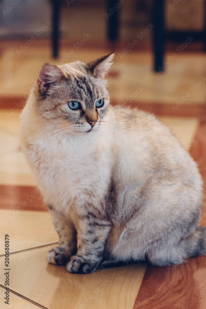 Cute cat sits in the middle of the room on the floor of the house Cute cat sits in the middle of the room on the floor of the house
