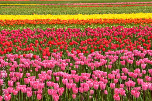 Spring Tulip Fields