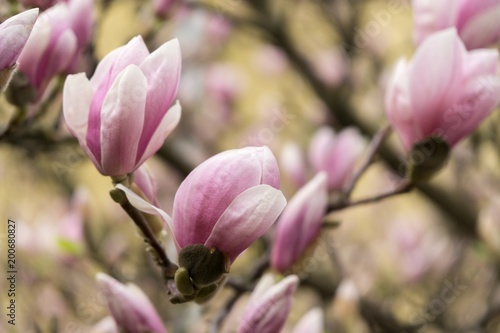 Spring tree flowering - Magnolia flower. Slovakia