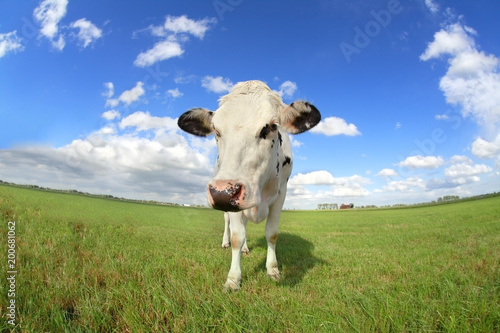 cute cow on pasture close up via wide angle