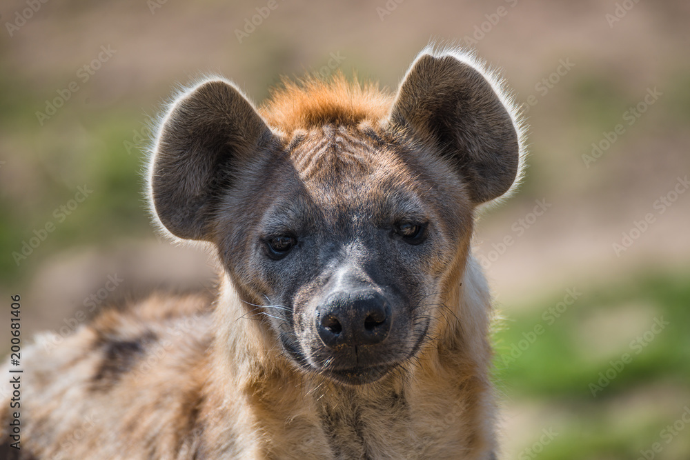 Portrait of huge and powerful African spotted hyena Portrait of huge and powerful African spotted hyena