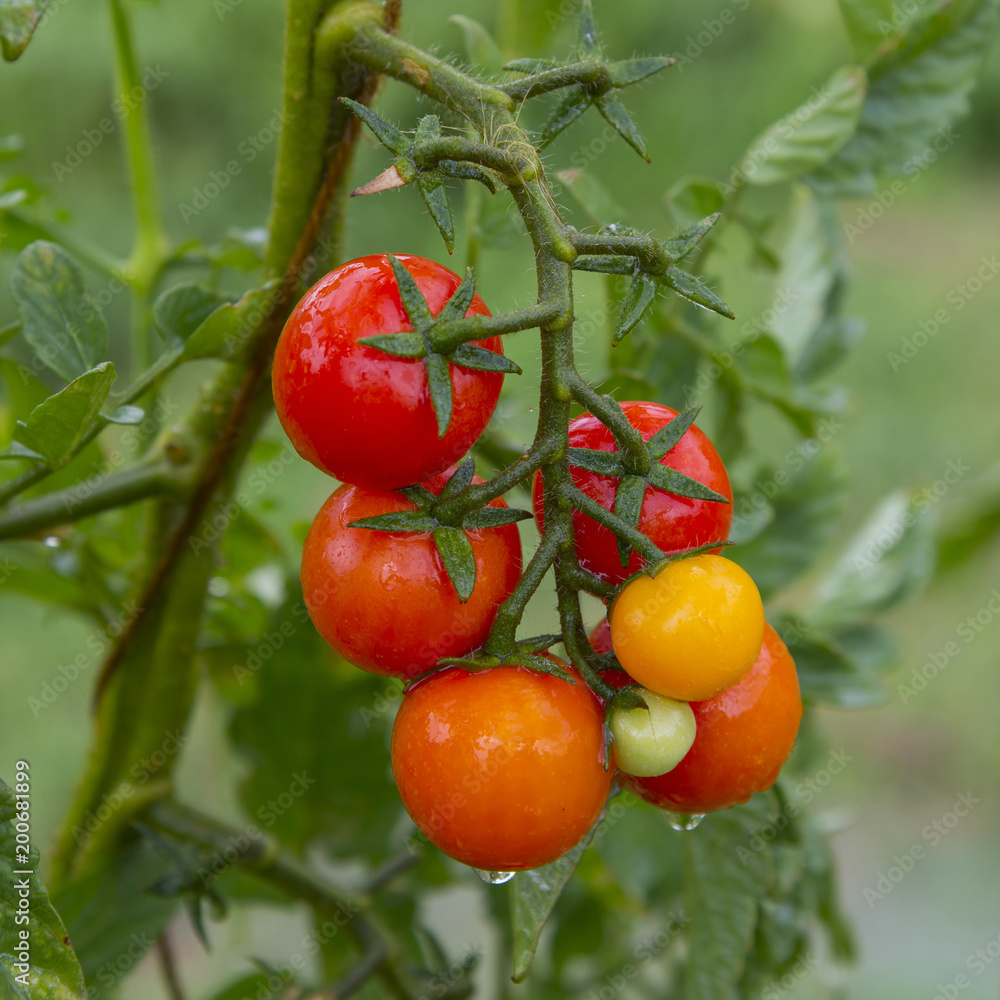 Branch of red and green tomatoes