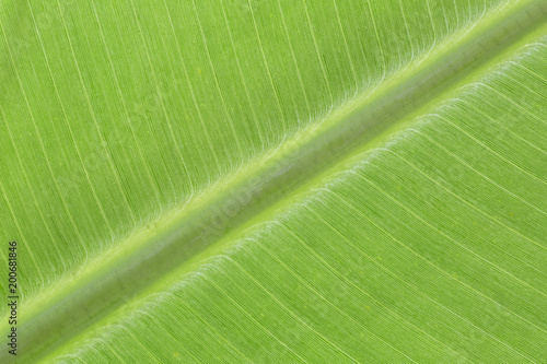 Close up backlit yellow green color live tree leaf natural furcate vein net create venation pattern structure background Creative easy light texture wallpaper in backlight with empty space for desktop