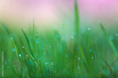 Green abstract grass