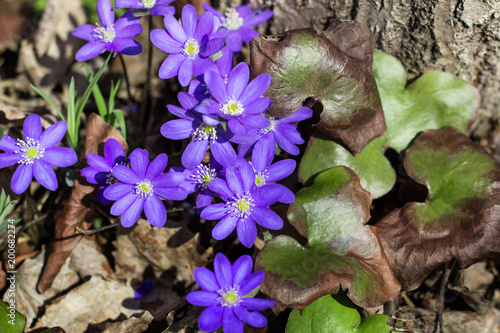 Top view of purple hepatica flowers in blossom. Blue spring flowers in the forest.