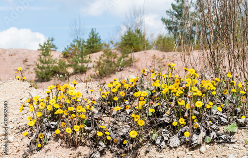 Huflattich Landschaft