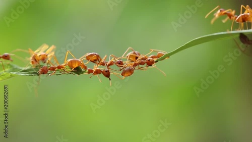 Ant action standing.Ant bridge unity team,Concept team work together,Video footage show sacrifice of ant