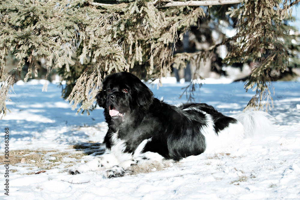 Naklejka premium Black and white Newfoundland on the road with snowy trees. Dog on walk in the winter. In thoroughbred dogs nose stained snow. Newfoundland playing in the snow.