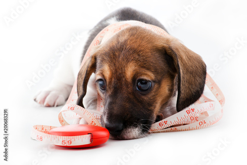 Dachshund Puppy Home tools  photo