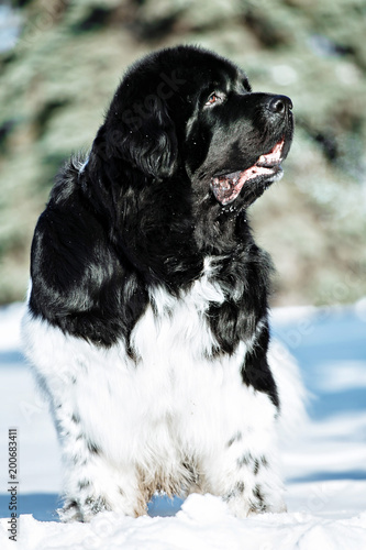 Fototapeta Naklejka Na Ścianę i Meble -  Black and white Newfoundland on the road with snowy trees. Dog on walk in the winter. In thoroughbred dogs nose stained snow. Newfoundland playing in the snow.