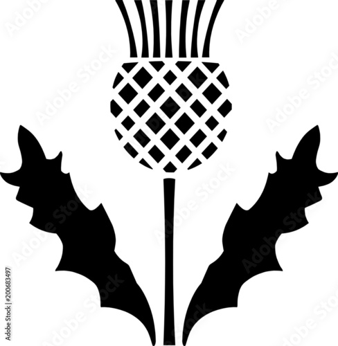 Sottish Thistle Scotland
