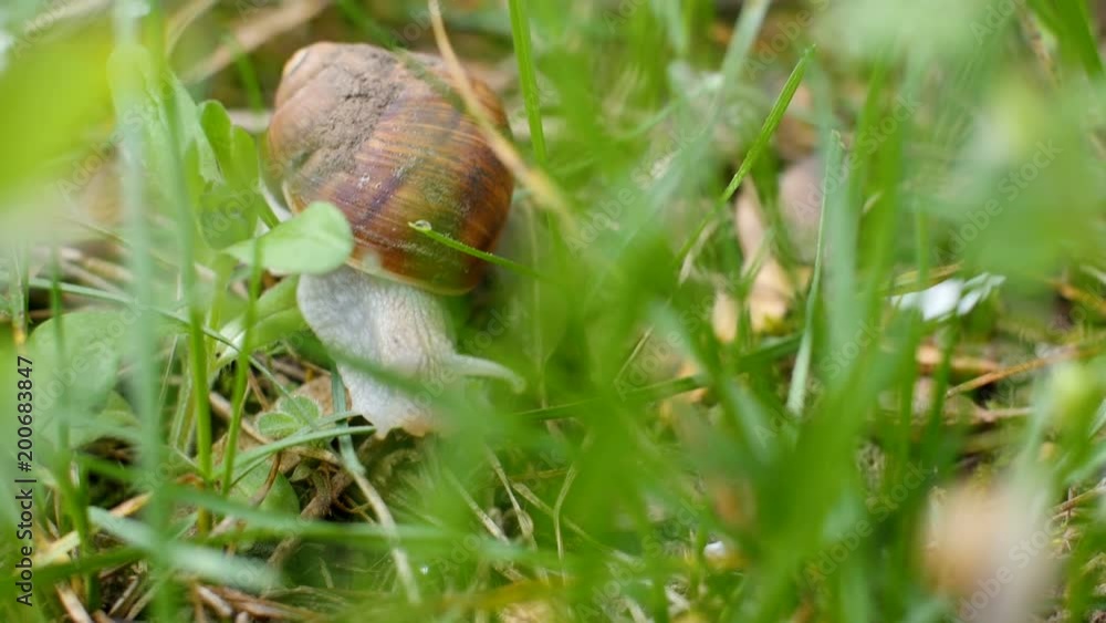 Snail Moving In The Grass In Spring Snail Moving In The Grass In Spring