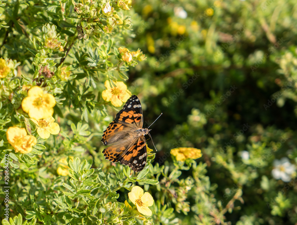 Obraz premium Painted Lady (Vanessa cardui) butterfly seeking nectar on flowers.
