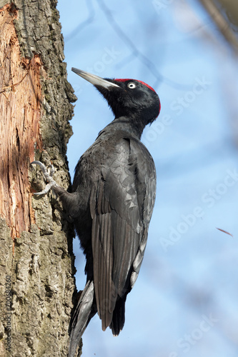Black woodpecker looking for food on a tree trunk. Kiev Ukraine.
