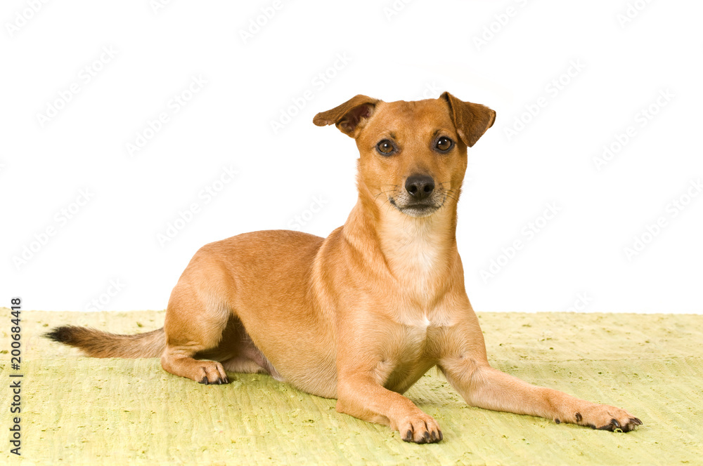 Brauner Mischlingshund isoliert auf einem Teppich liegend