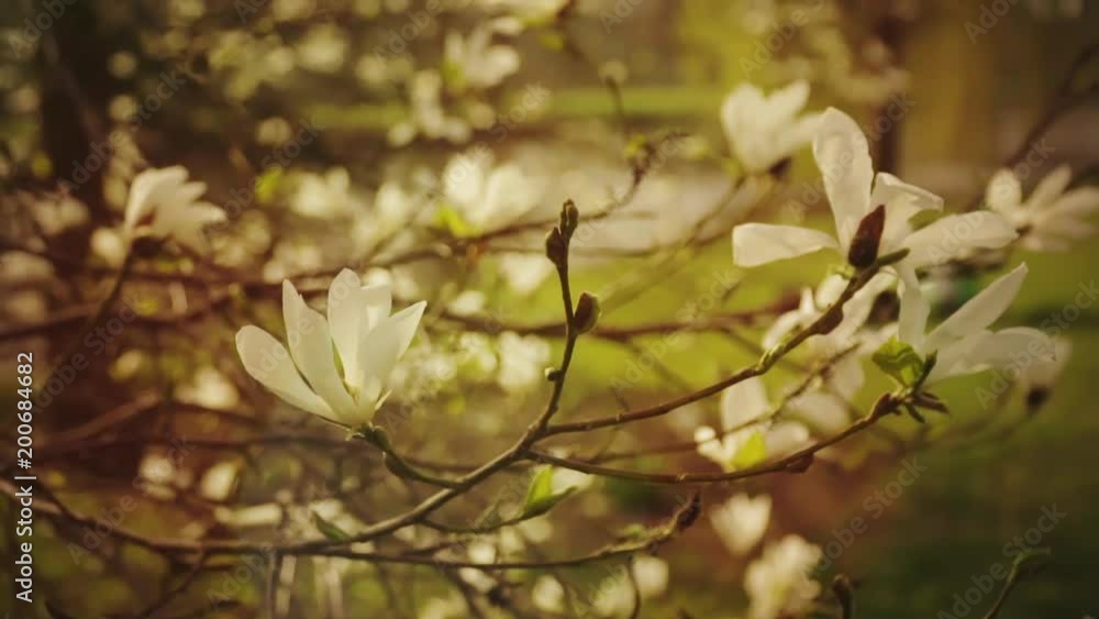 Springtime, white magnolia blooming, blossom Springtime, white magnolia blooming, blossom